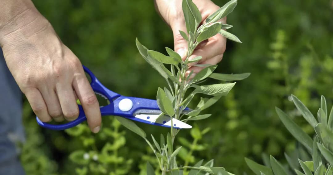 Welcher Tee beruhigt den Darm? Die besten Tees gegen Beschwerden